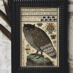 Brown Fish Owl - Kathy Barrick